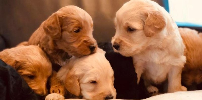 Labradoodle F3 multigen pups