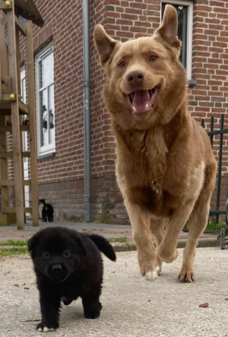 Enthousiaste lieve Labrador/australische herder