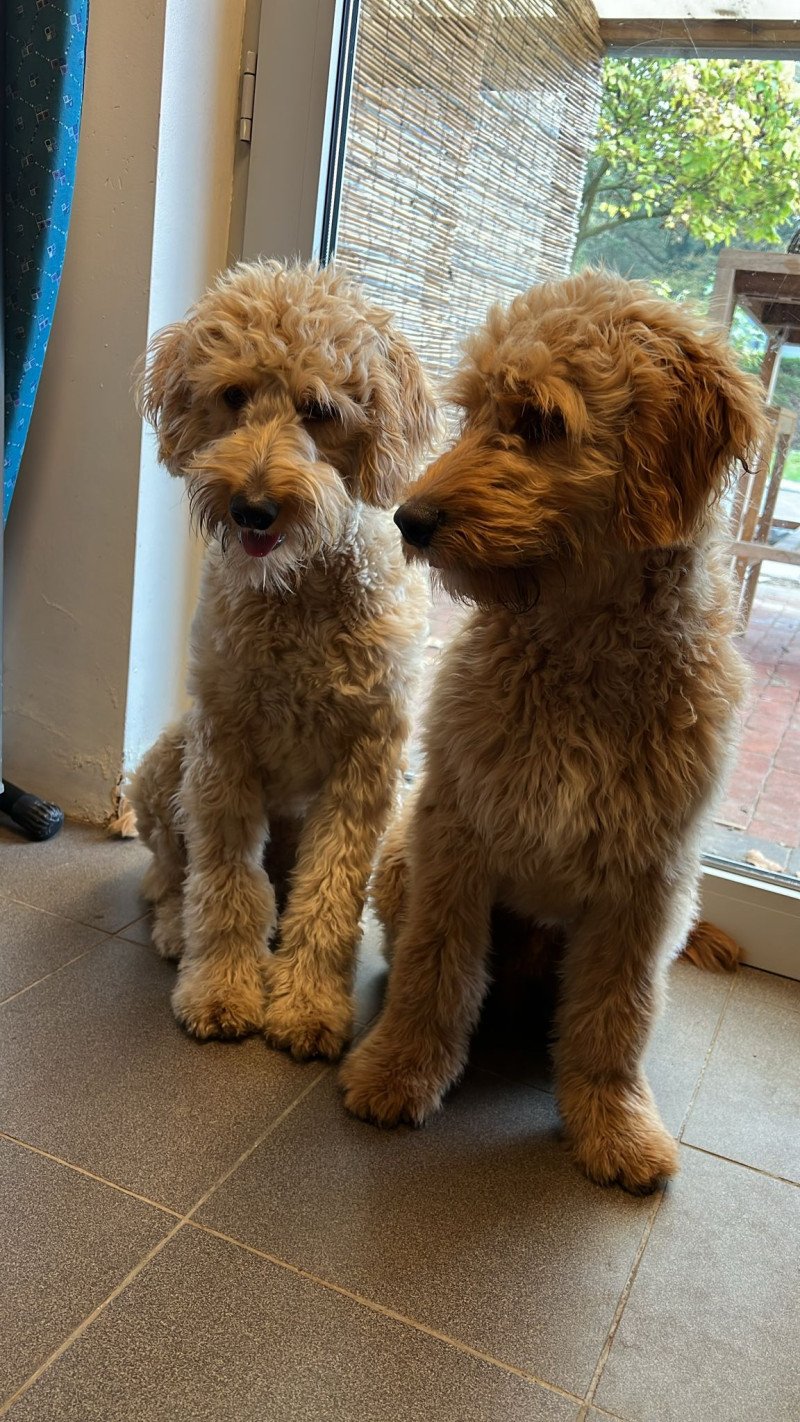 2 golden doodles - afbeelding 3