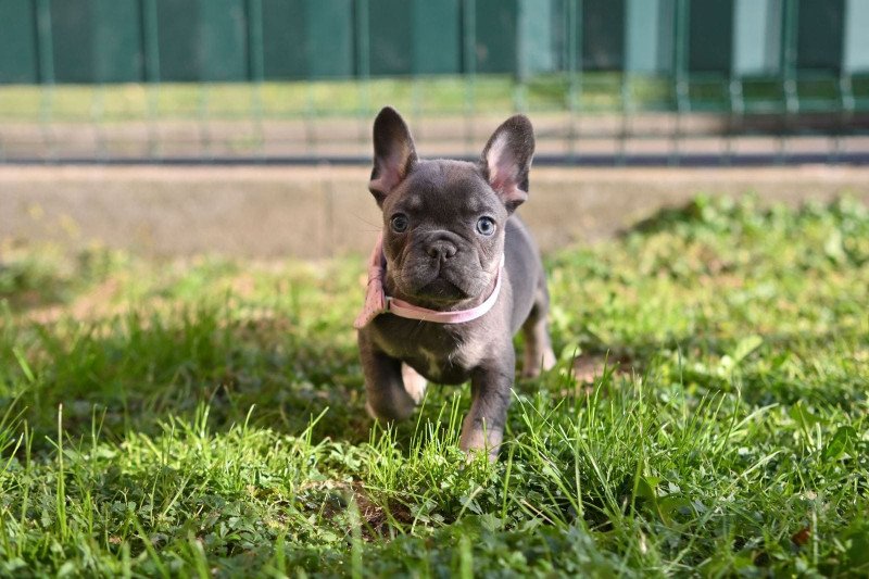 Prachtige Franse Bulldogs zoeken een goed huis - afbeelding 7