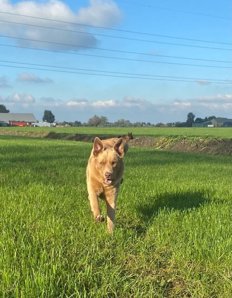 Enthousiaste lieve Labrador/australische herder