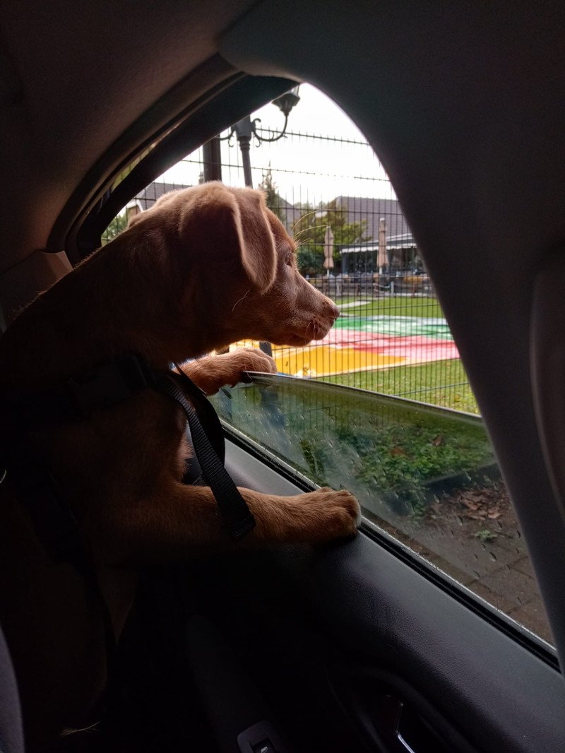 Enthousiaste lieve Labrador/australische herder