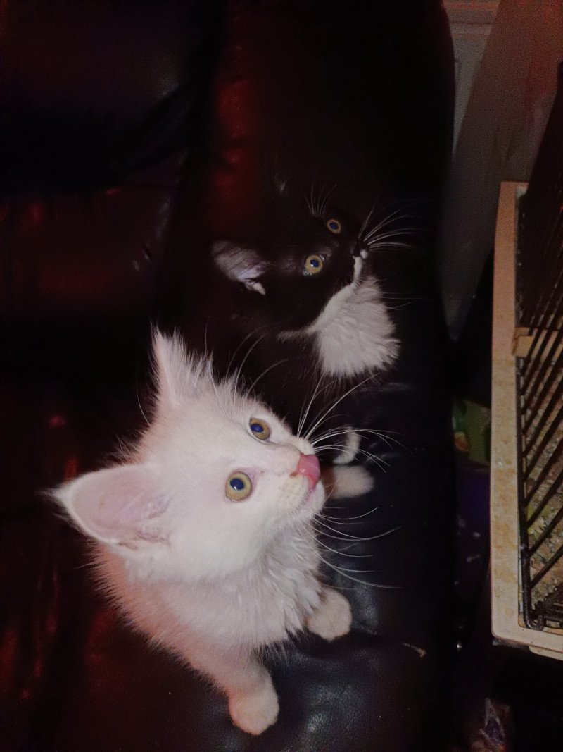 Twee Maine Coon kittens