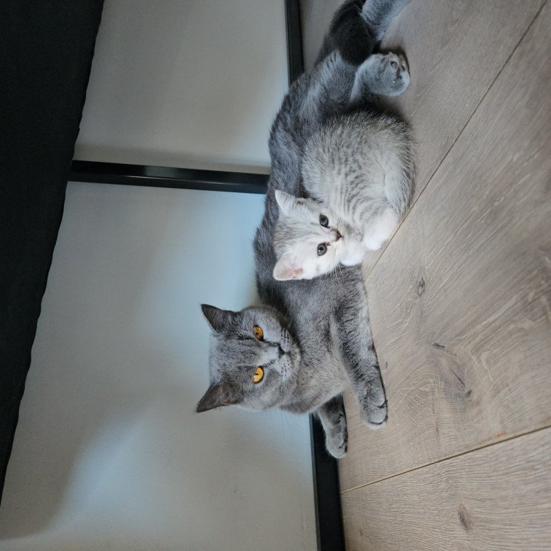 Kittens Tabby grijs/witte Britse Korthaar 100% raszuiver.