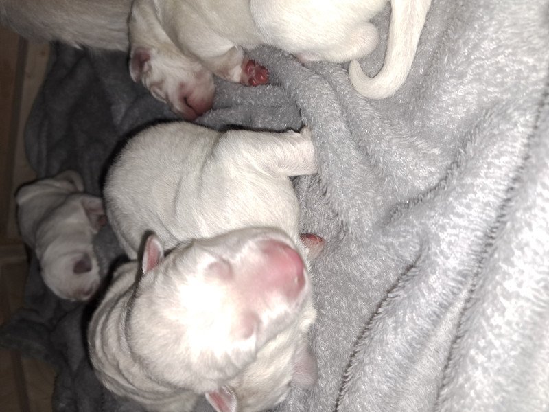 Zwitserse Witte Herder pups