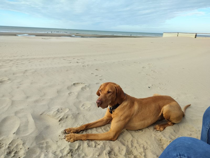 Rasechte Vizsla puppy's