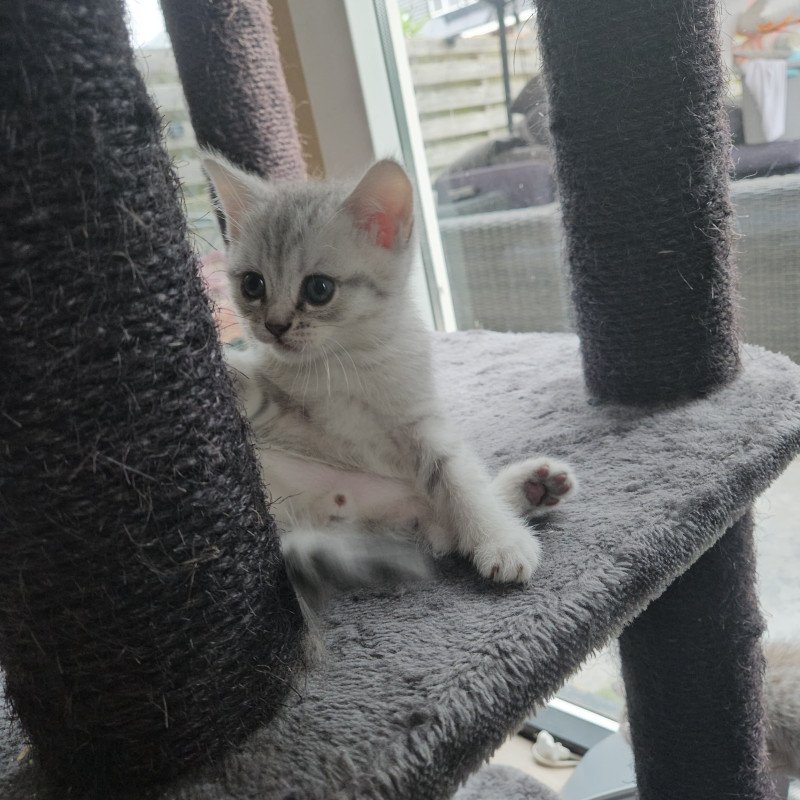 Kittens Tabby grijs/witte Britse Korthaar 100% raszuiver.