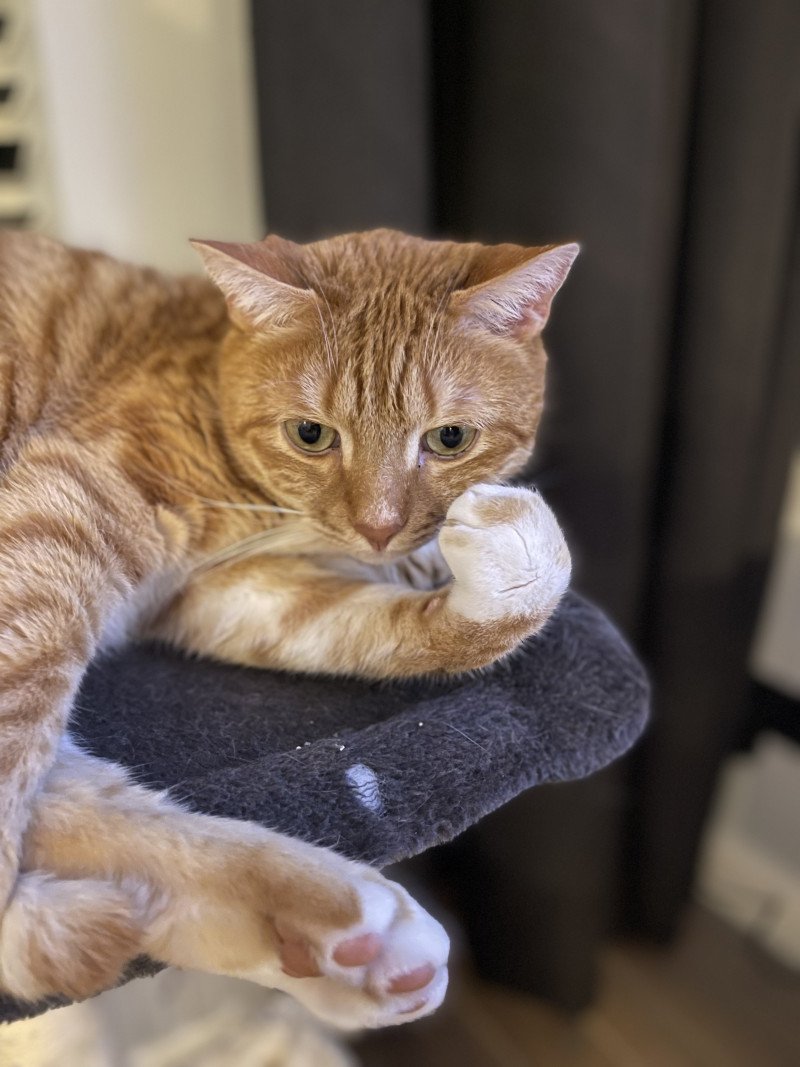 Half Bengaalse zachtaardige rode kater zoekt nieuw huisje