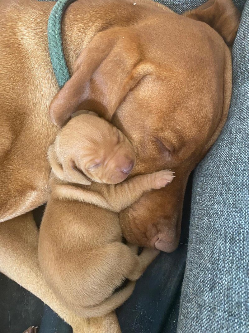 Rasechte Vizsla puppy's