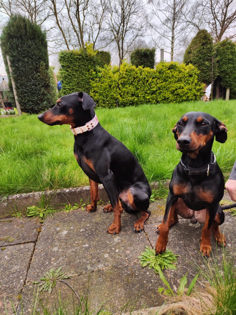 prachtige Duitse Pinscher puppies