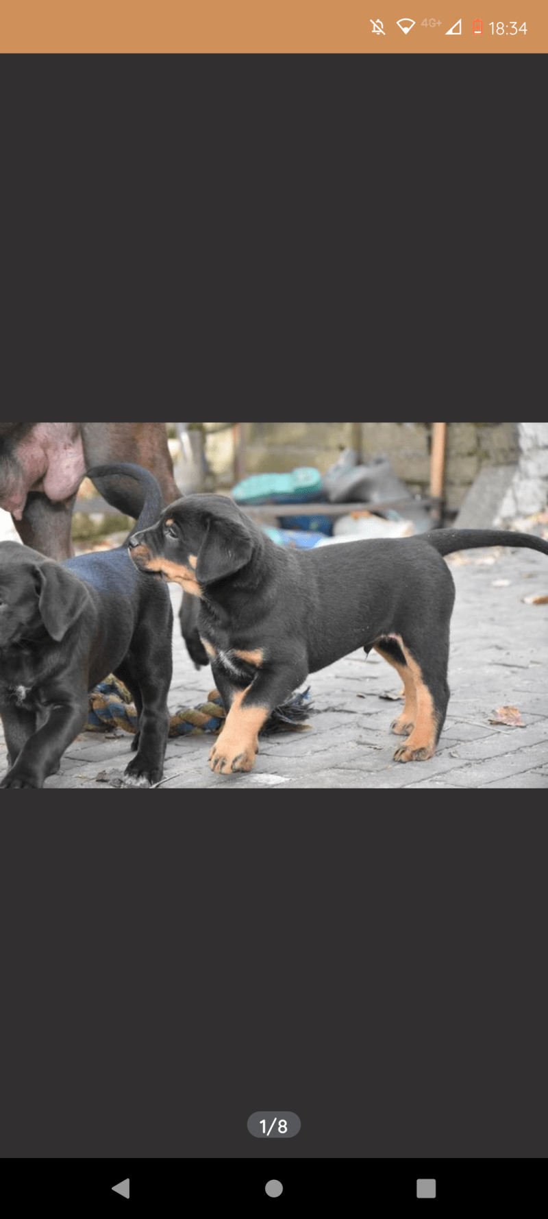 Ridgeback/ Weimaraner x Rottweiler pups