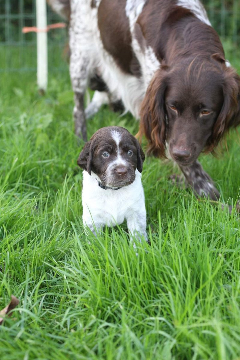 Kleine Münsterlanders/ heidewachtels pups