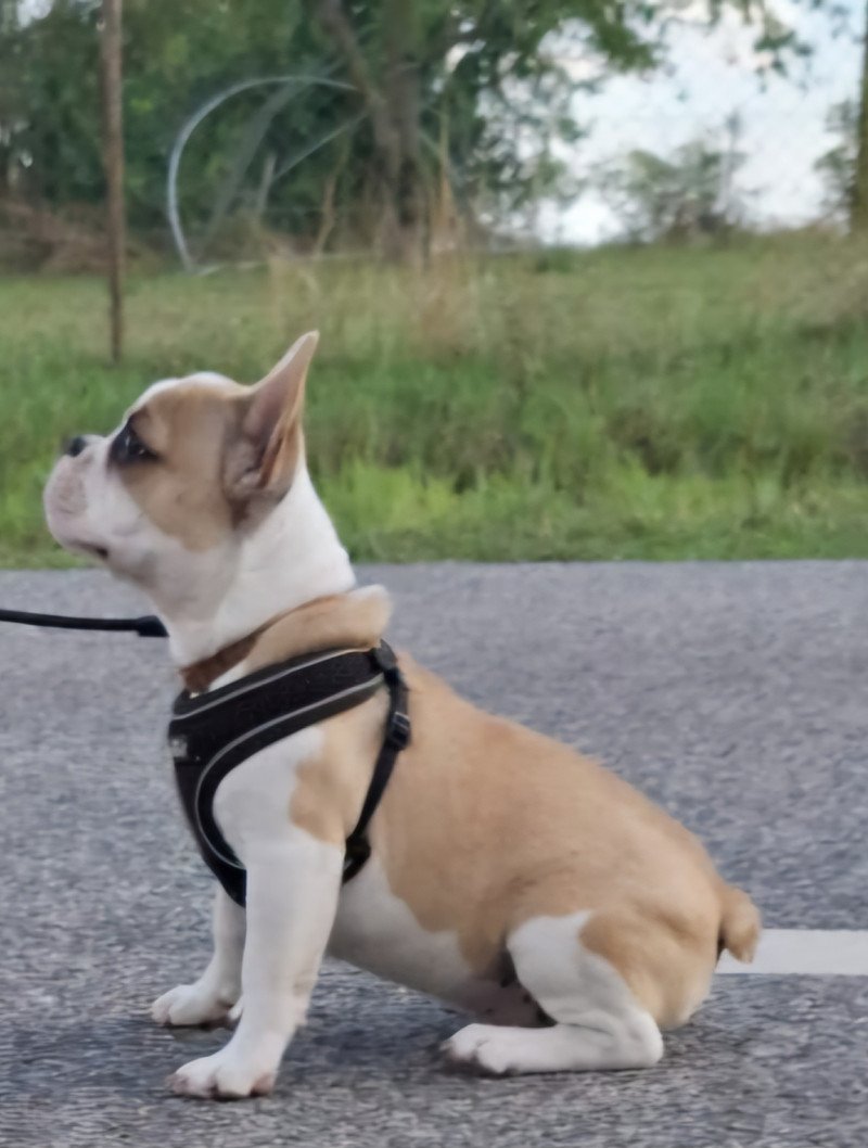 Franse bulldog pups raszuiver FCI (wachtlijst)