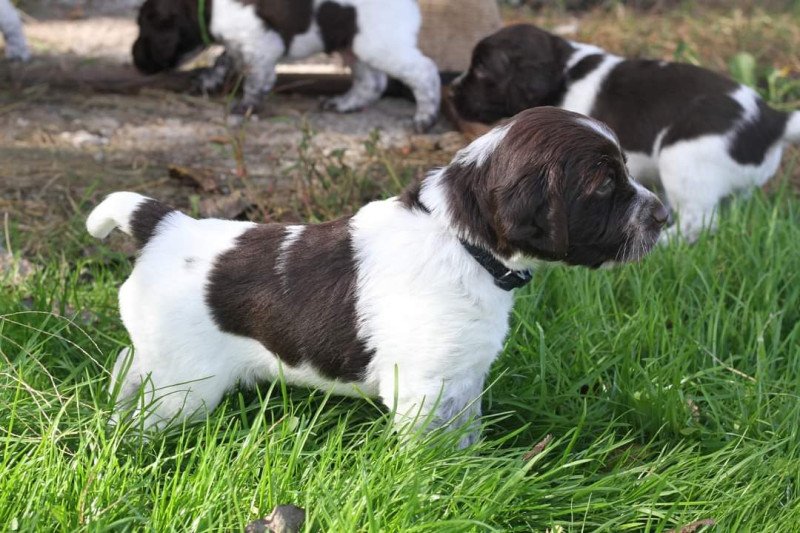 Kleine Münsterlanders/ heidewachtels pups