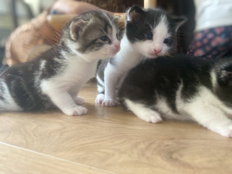 Lieve kittens zoeken nieuw baasje