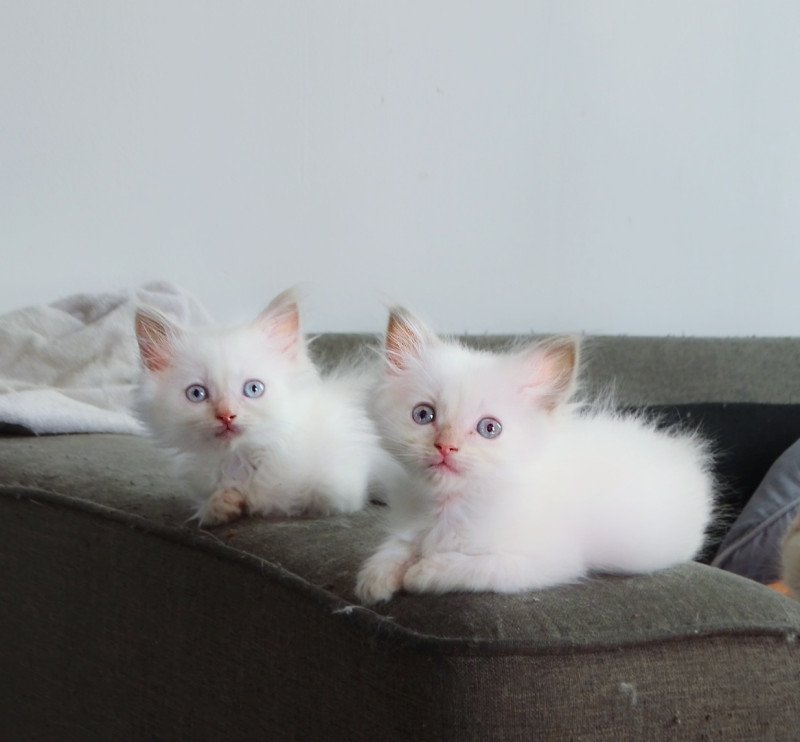 Ragdoll kittens cream point - afbeelding 5