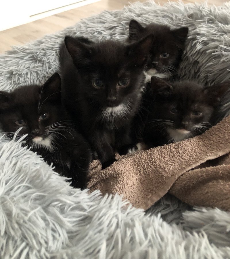 Kittens te koop