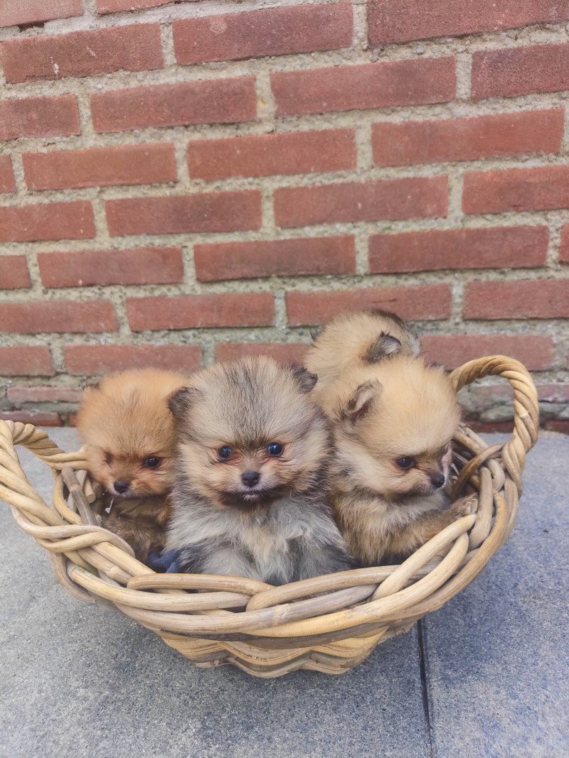 Pomerian puppies met fci stamboom