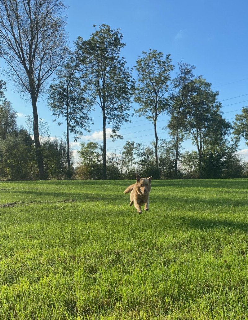 Enthousiaste lieve Labrador/australische herder