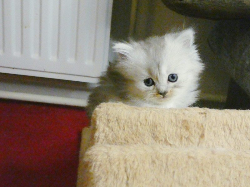 Ragdoll mix Perzisch - afbeelding 12