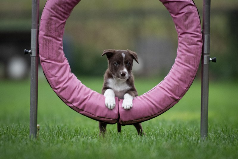 border collie - afbeelding 3