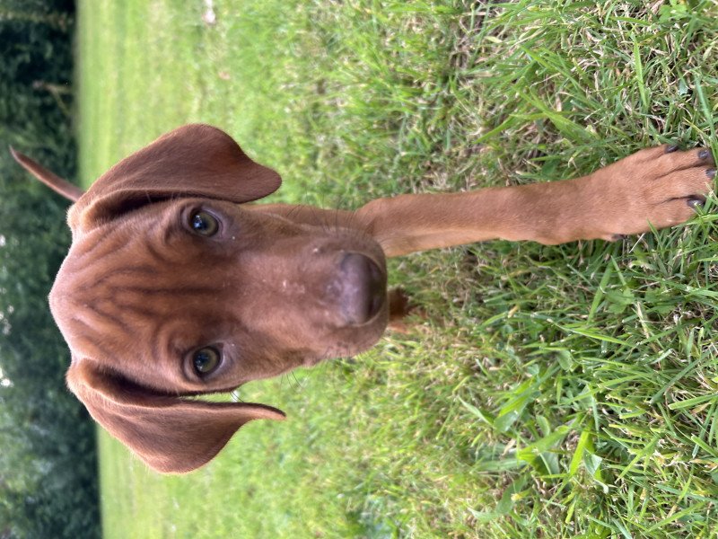 Rodesian Ridgeback