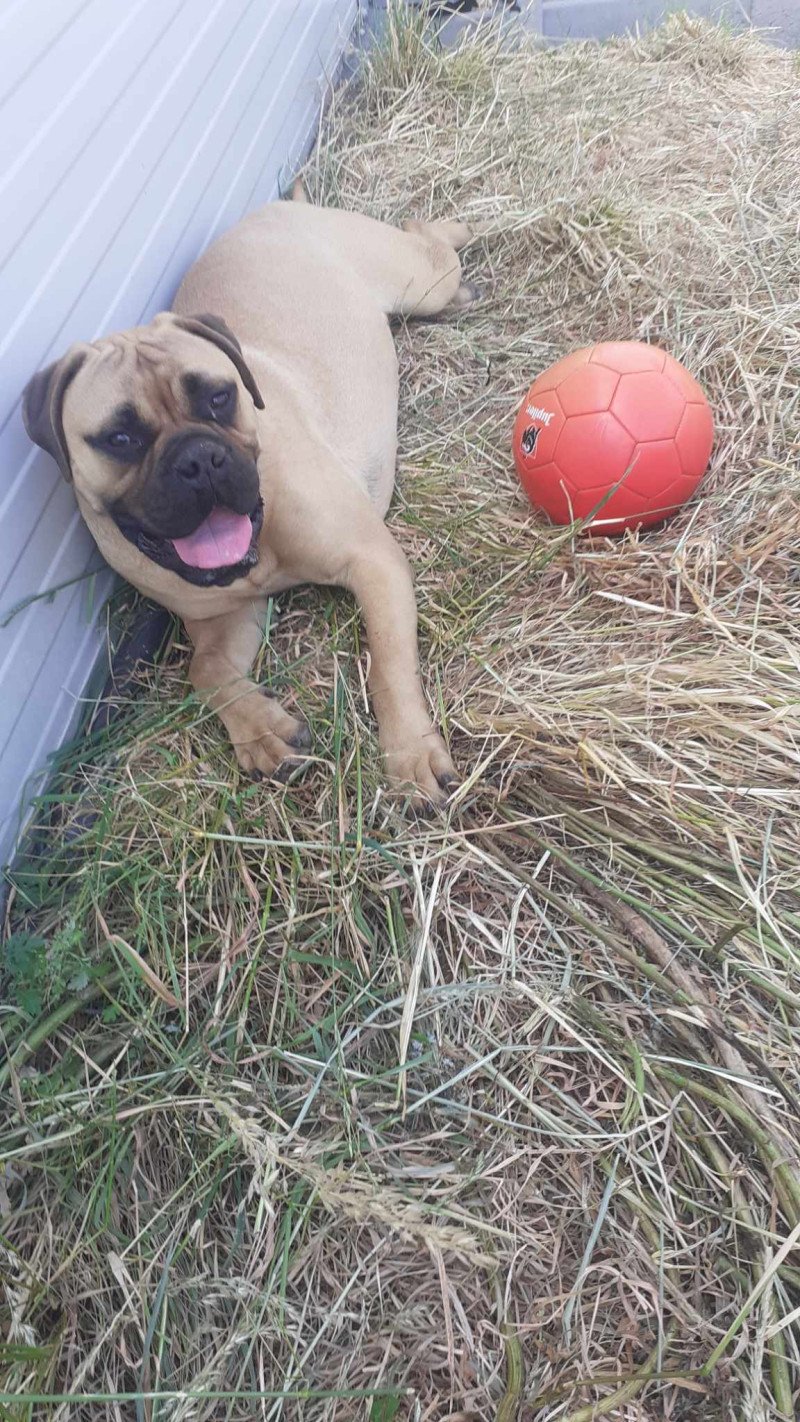 Bullmastiff 1j Oud Teefje