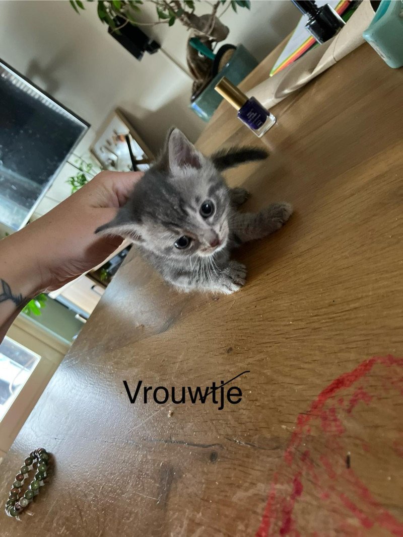 Hele lieve mooie kittens te koop