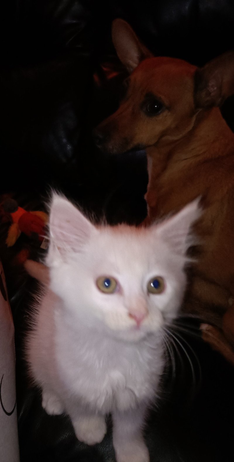 Twee Maine Coon kittens