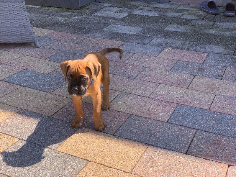 Boxer pups te koop