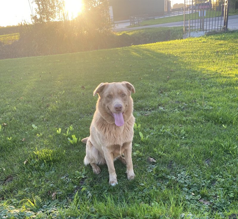 Enthousiaste lieve Labrador/australische herder - afbeelding 6