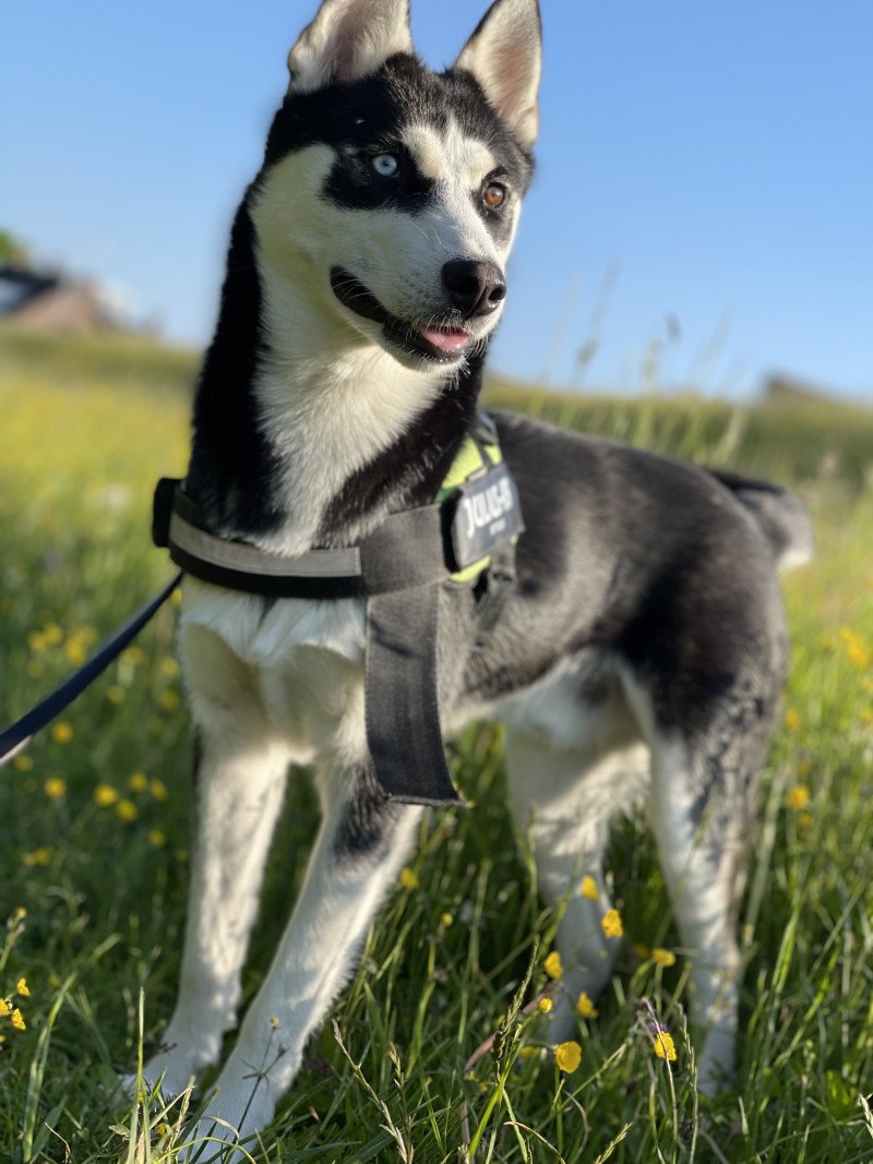 Lieve husky reu