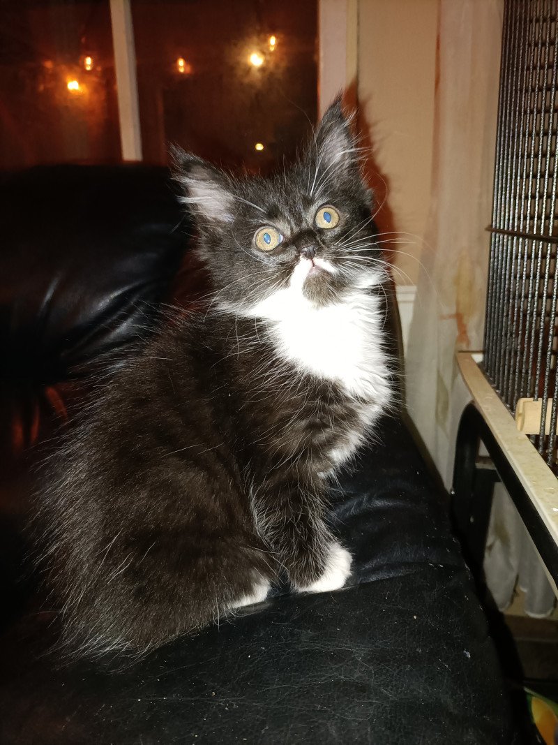 Twee Maine Coon kittens