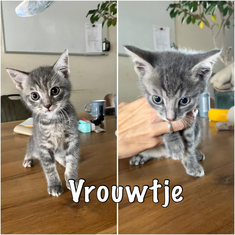 Hele lieve mooie kittens te koop