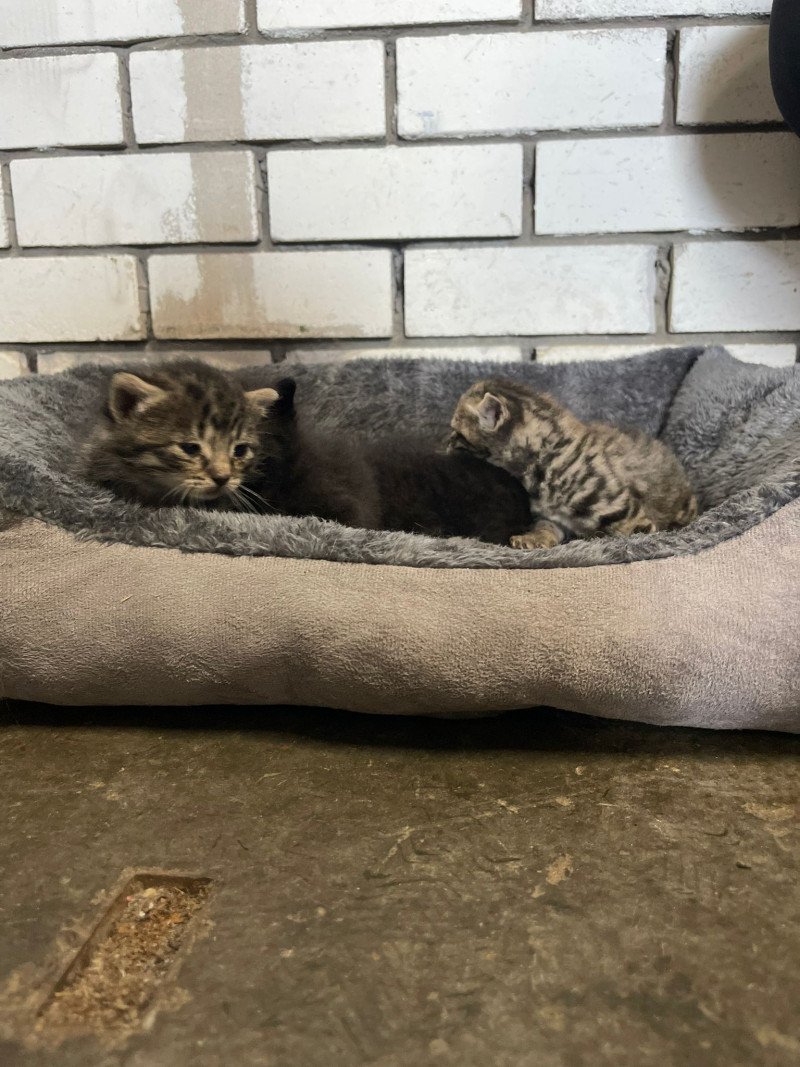 4 schattige kittens