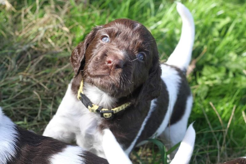 Kleine Münsterlanders/ heidewachtels pups