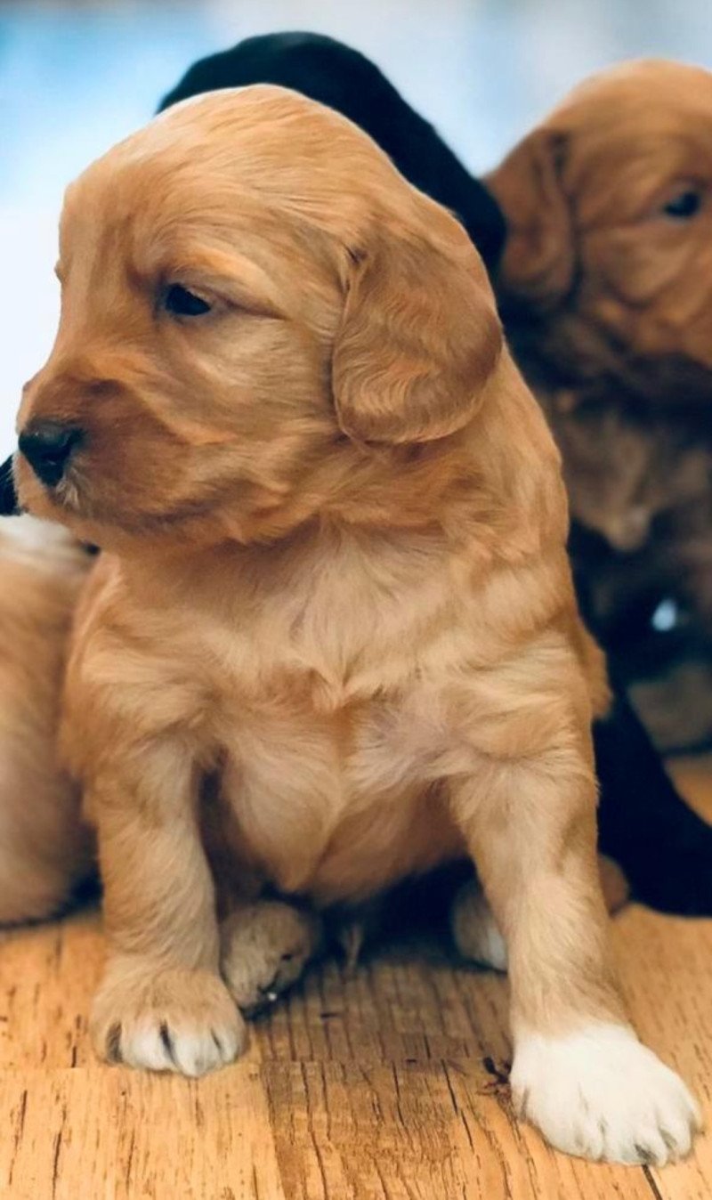 Labradoodle F3 multigen pups