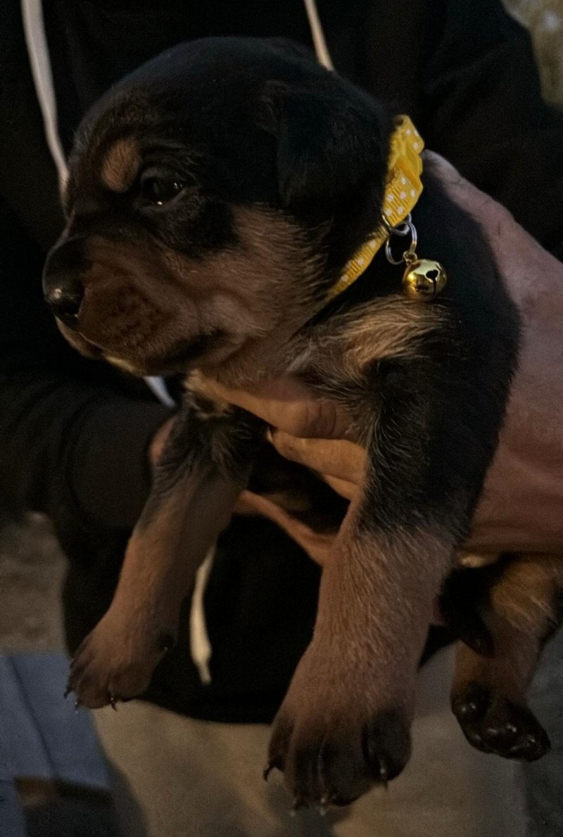 Rottweiler/stafford