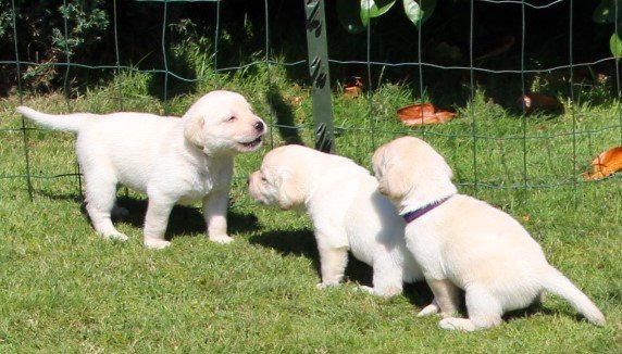 Lieve blonde labrador pups