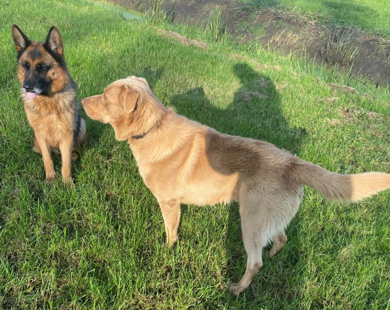 Enthousiaste lieve Labrador/australische herder