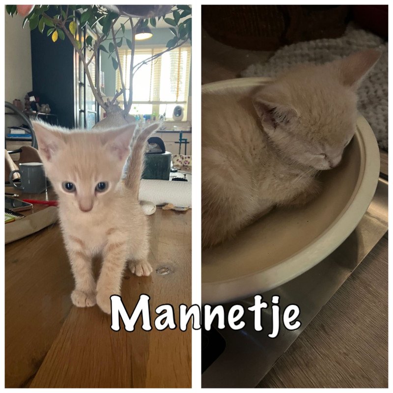 Hele lieve mooie kittens te koop