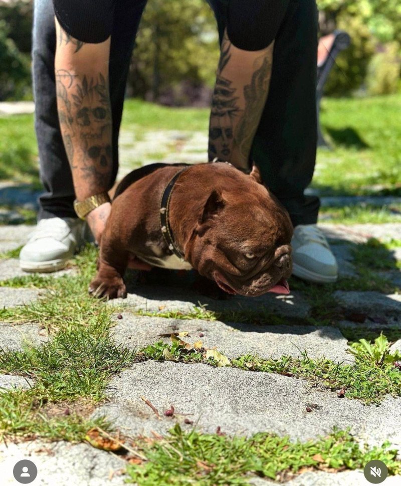 Prachtige raszuivere Merle teefjes American Bully nano/micro