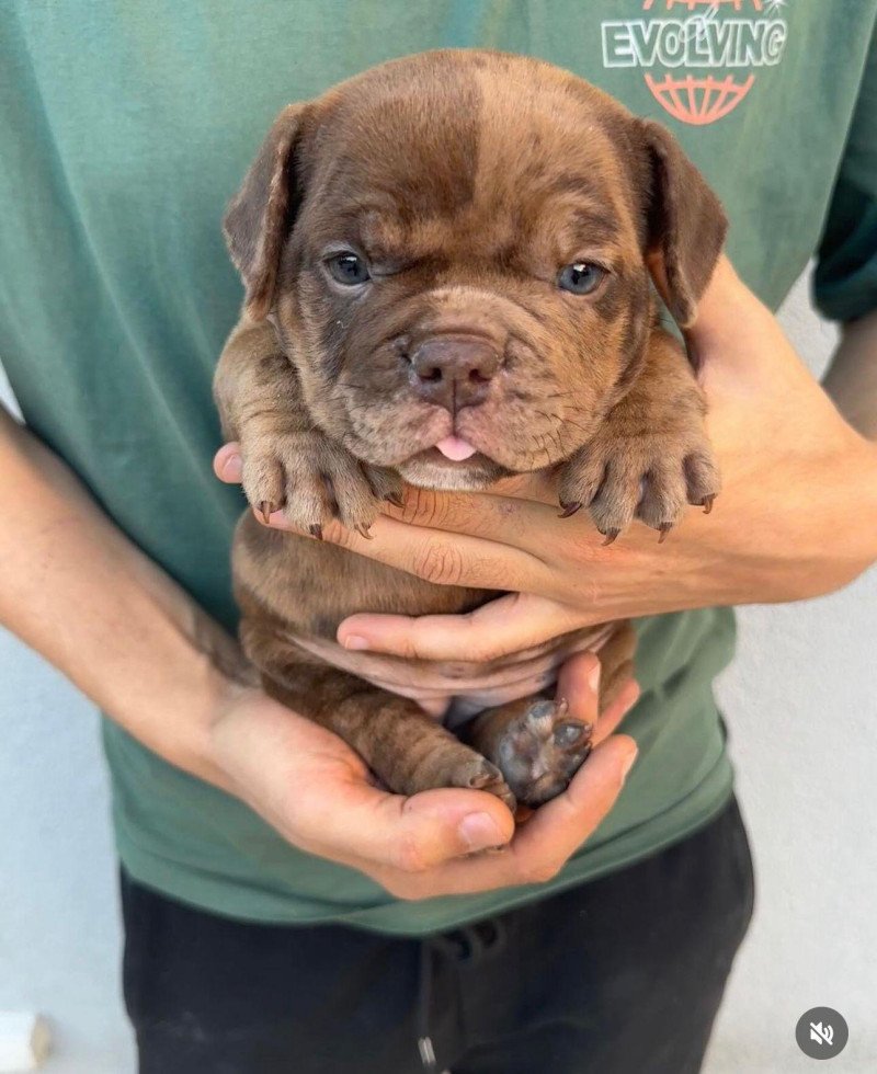 Prachtige raszuivere Merle teefjes American Bully nano/micro