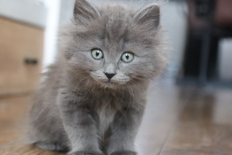 Ragdoll kittens 2 katertjes 1 poesje