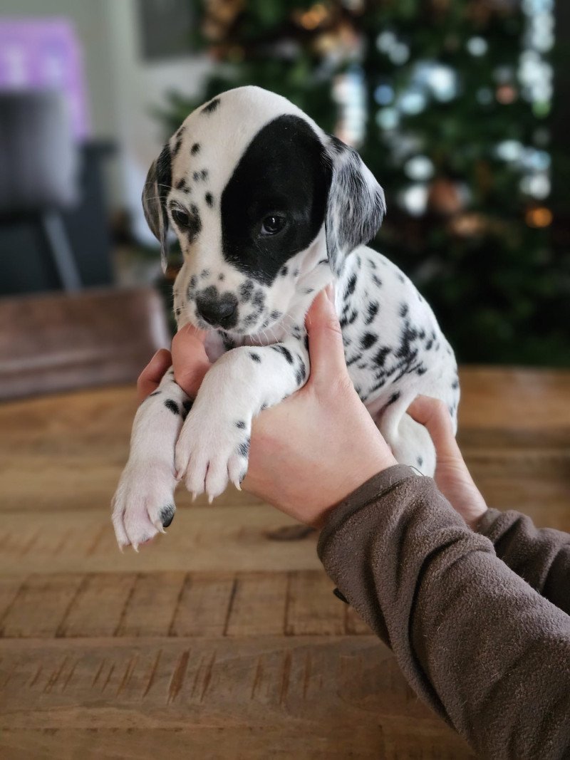 Dalmatier pups te koop - afbeelding 4