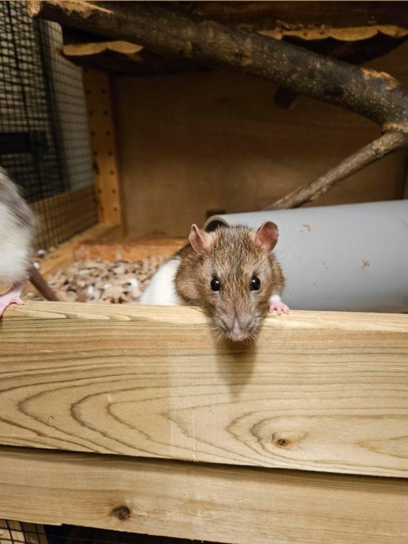 3 jonge tamme ratten - afbeelding 3