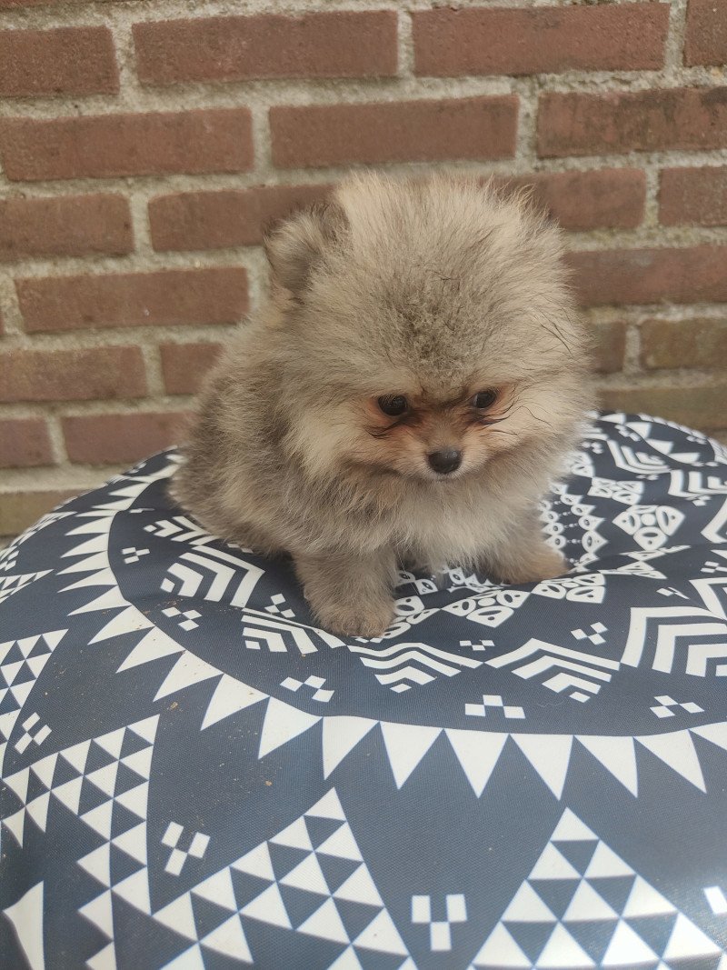 Pomerian puppies met fci stamboom