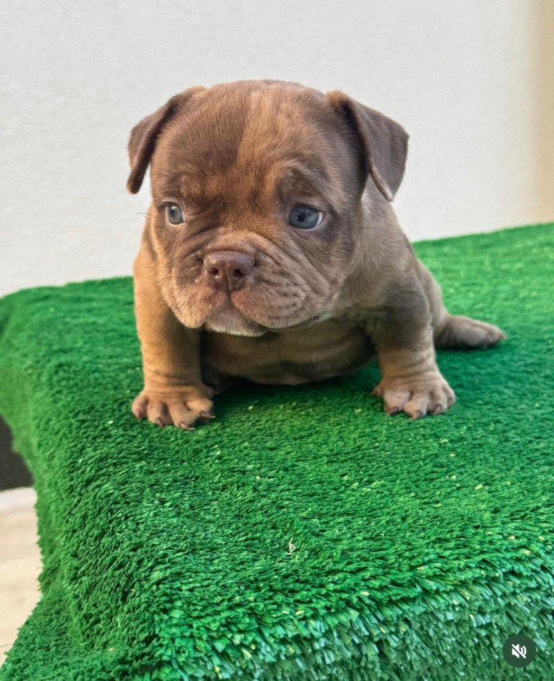 Prachtige raszuivere Merle teefjes American Bully nano/micro