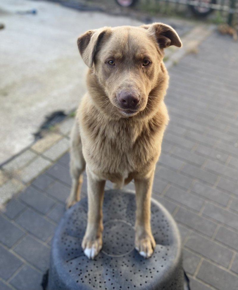 Enthousiaste lieve Labrador/australische herder - afbeelding 4