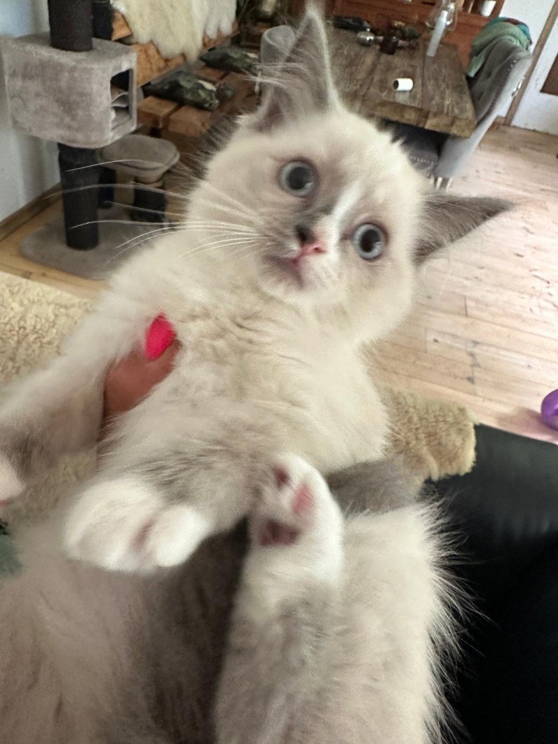 Ragdoll kittens